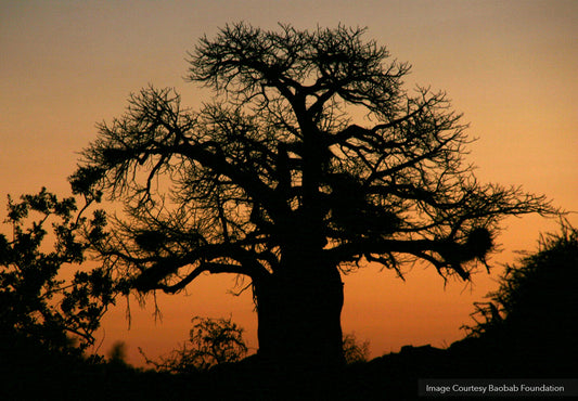 Real sustainability: why you need to know about baobab conservation